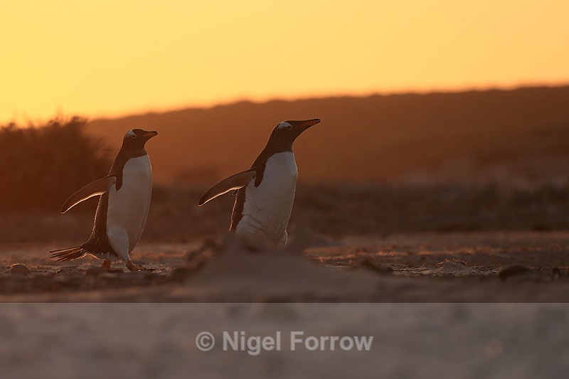Sunset return by Gentoo Penguins to colony, Sea Lion Island, Falklands - Gentoo Penguin
