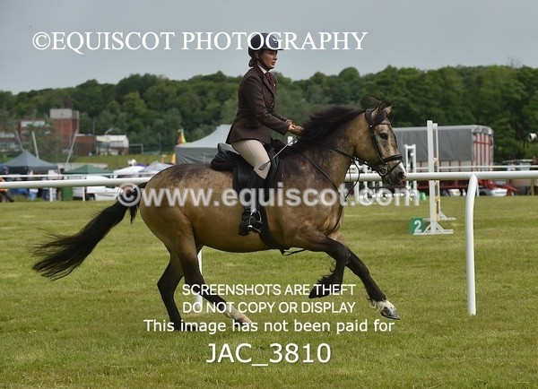 JAC_3810 - 65cm WORKING HUNTER