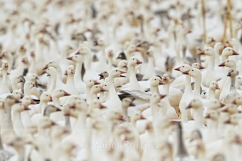 Massed ranks of Snow Geese, Bosque del Apache, New Mexico - Snow Goose