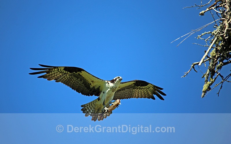 Osprey Arriving at Nest with Fish - Birds of Atlantic Canada