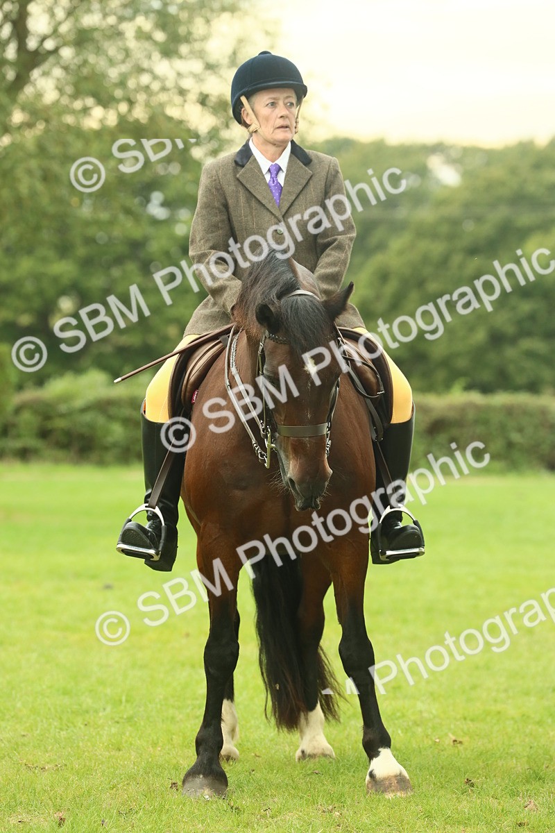 SBM_72201 - S60 - Mountain & Moorland Ridden Large Breeds