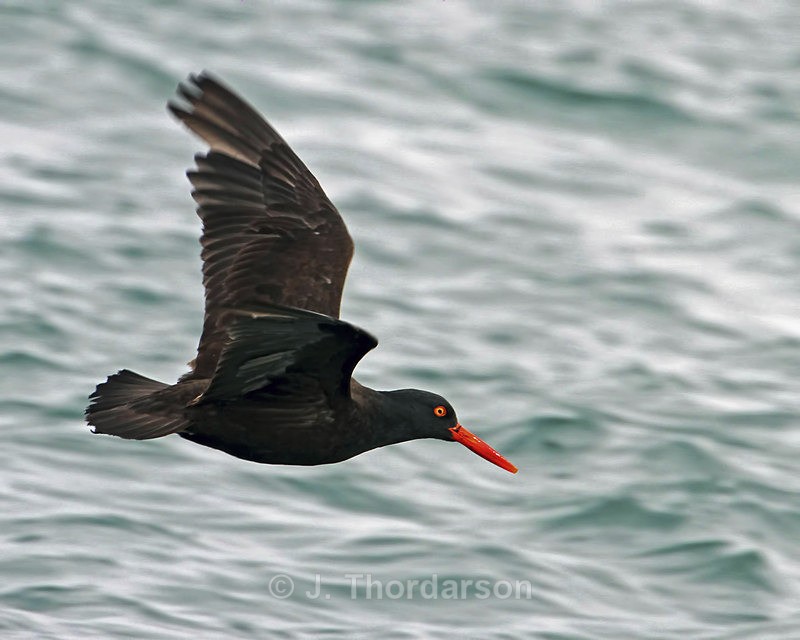  - Shorebirds