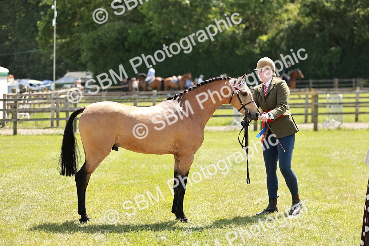 SBM_05584 - Class 41-45 - Riding Pony-Hunter Pony Breeding