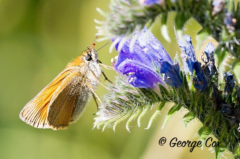 small skipper pyrenees