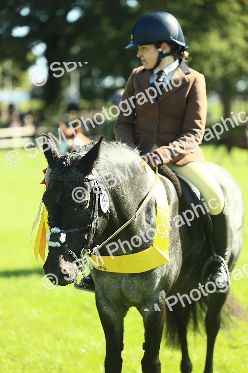 SBM_39063 - S29 - Novice & Newcomers Working Hunter Pony