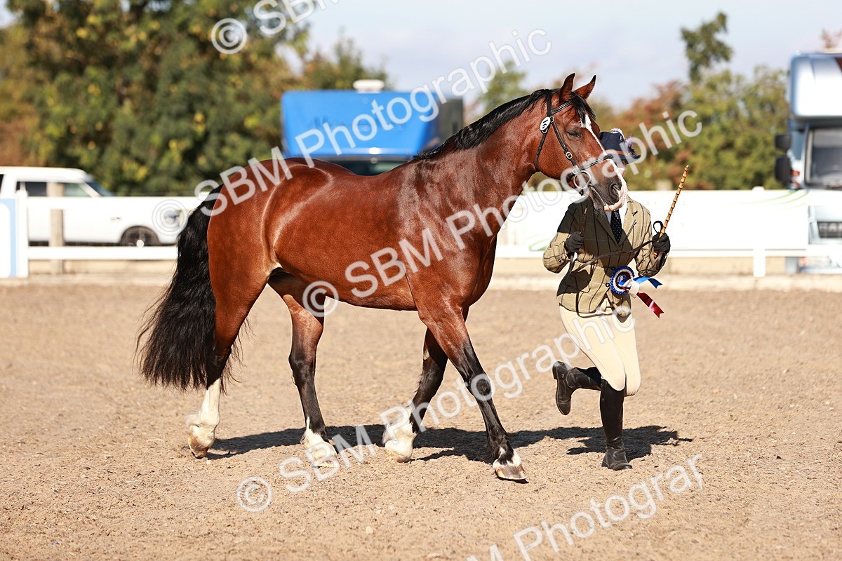 SBM_11476 - Class 402 - IH  Veteran pony