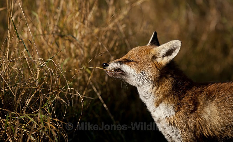 RED FOX 8 - THE RED FOX PORTFOLIO No 1