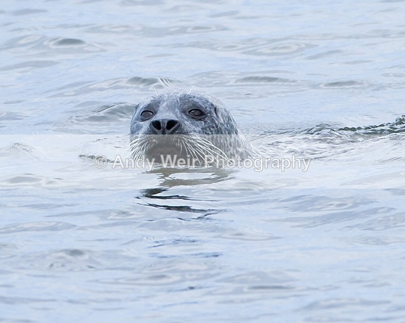 20110927-_MG_7096 - Common Seal