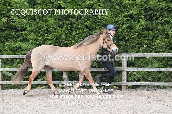 BPP_7207 - RING 1  (RIDDEN HORSES / IN HAND / VETERAN ETC)