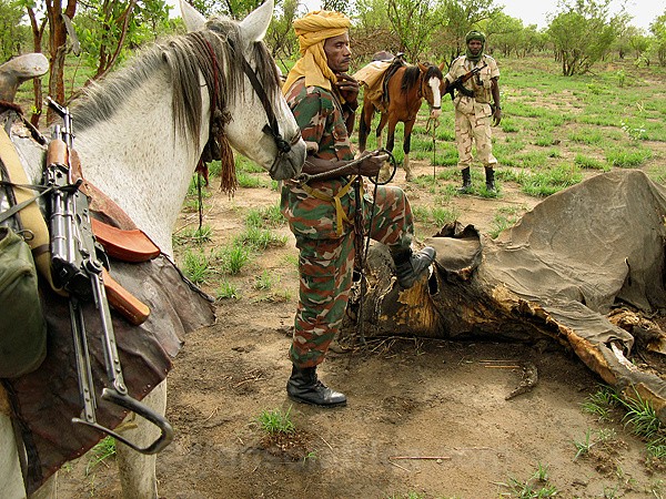 Poaching Elephants Chad