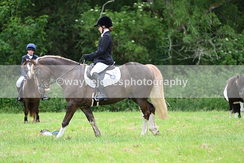 WJ7_4177 - Class 14A Handsome Gelding