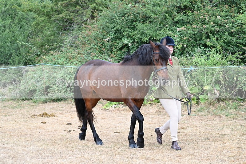 WJ7_9464 - Class 5 Most Handsome Gelding (up to 14.2hh)