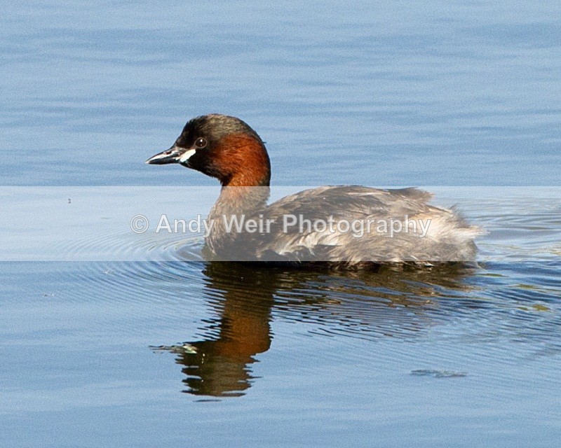 20110409-IMG_3104 - Gt. Crested & Little Grebes