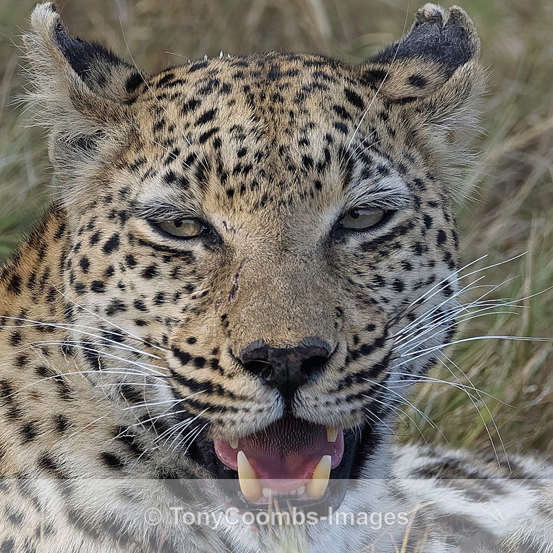 Leopard - Botswana ~ The Mammals