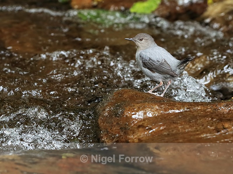 American Dipper perched on rock, Costa Rica - American Dipper