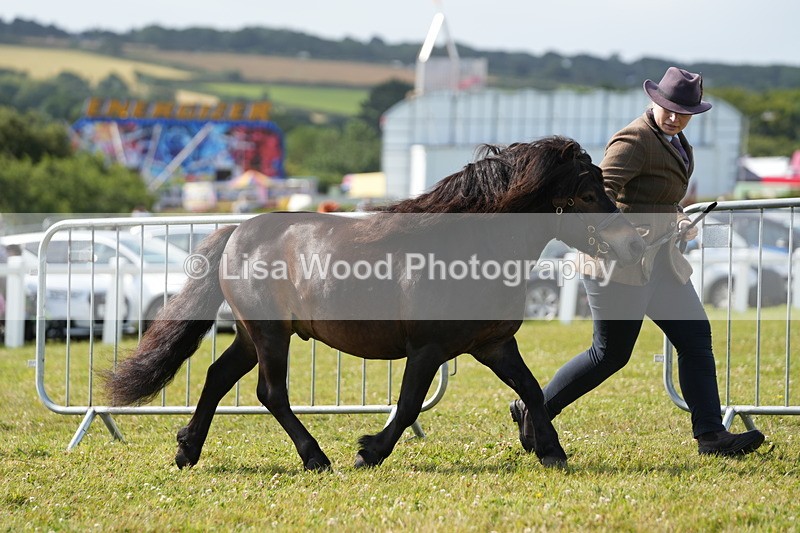 DSC05176 - Class 49: NPS Shetland 4 years and over