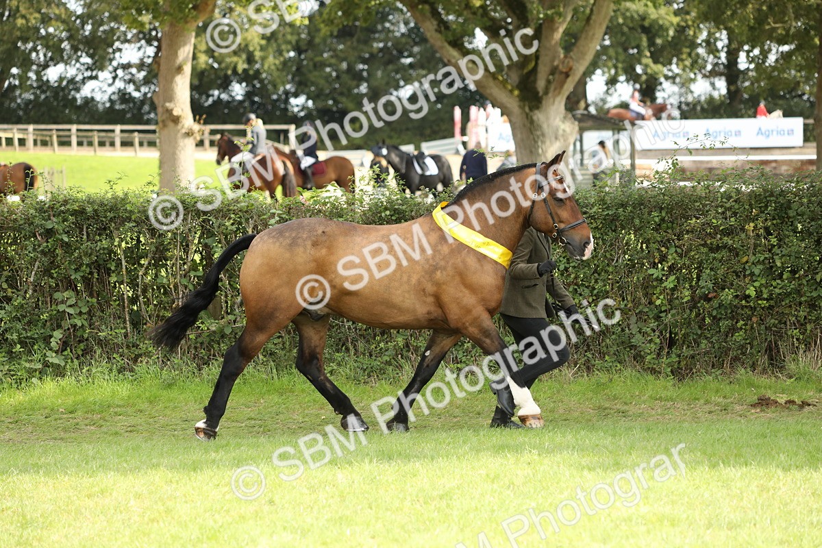 SBM_66261 - In Hand Pony & Youngstock Supreme Championship