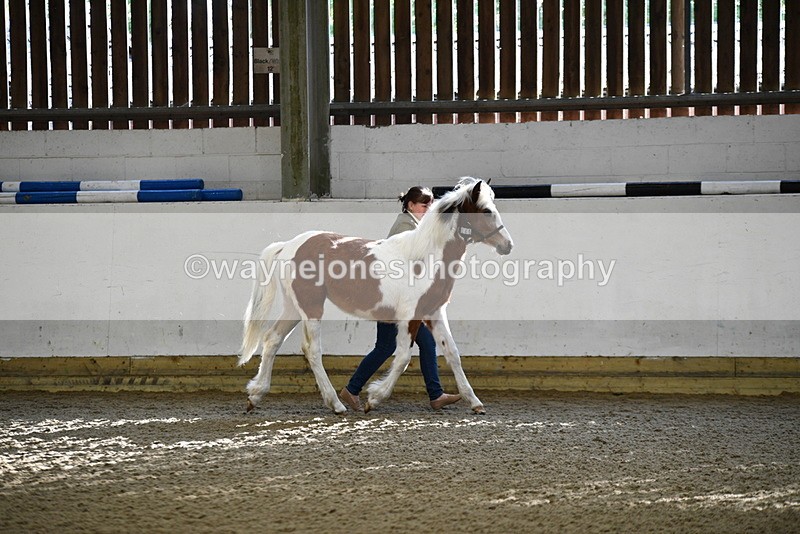 WJ5_3384 - Class 1 Youngstock