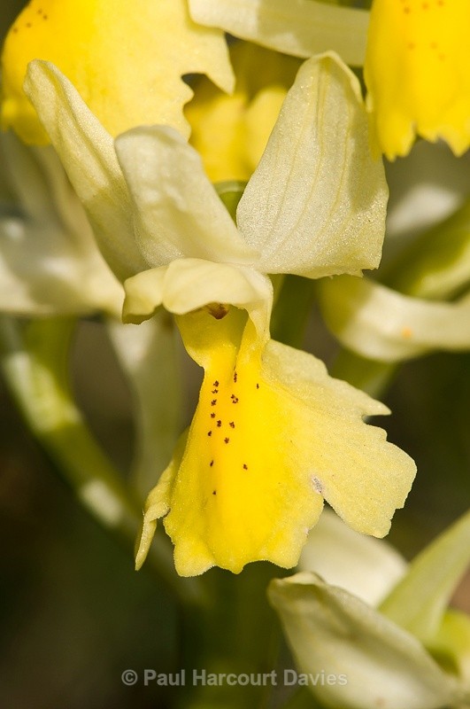  - Orchids - Orchis