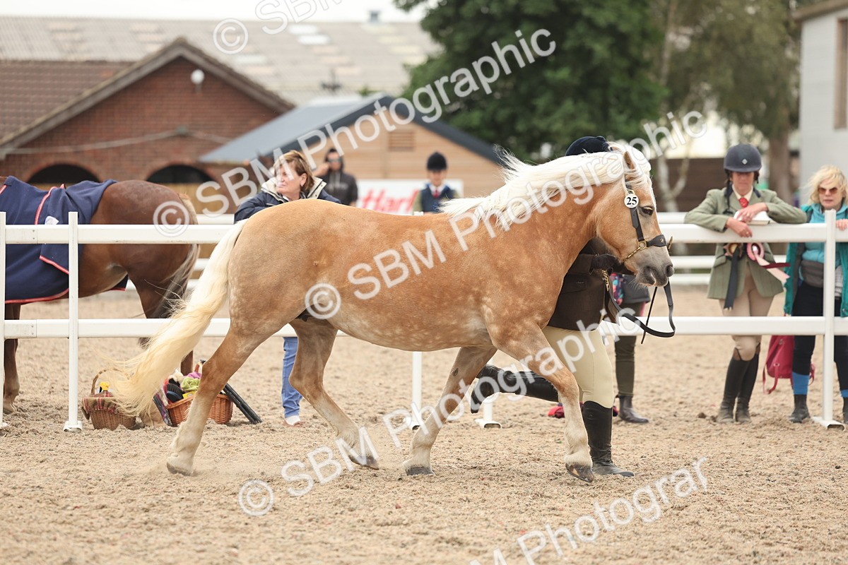 SBM_19293 - Class 317 - IH Pure Bred Horse-Pony