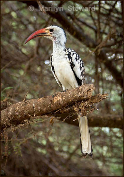 Red billed hornbill - Kenya, Tsavo East