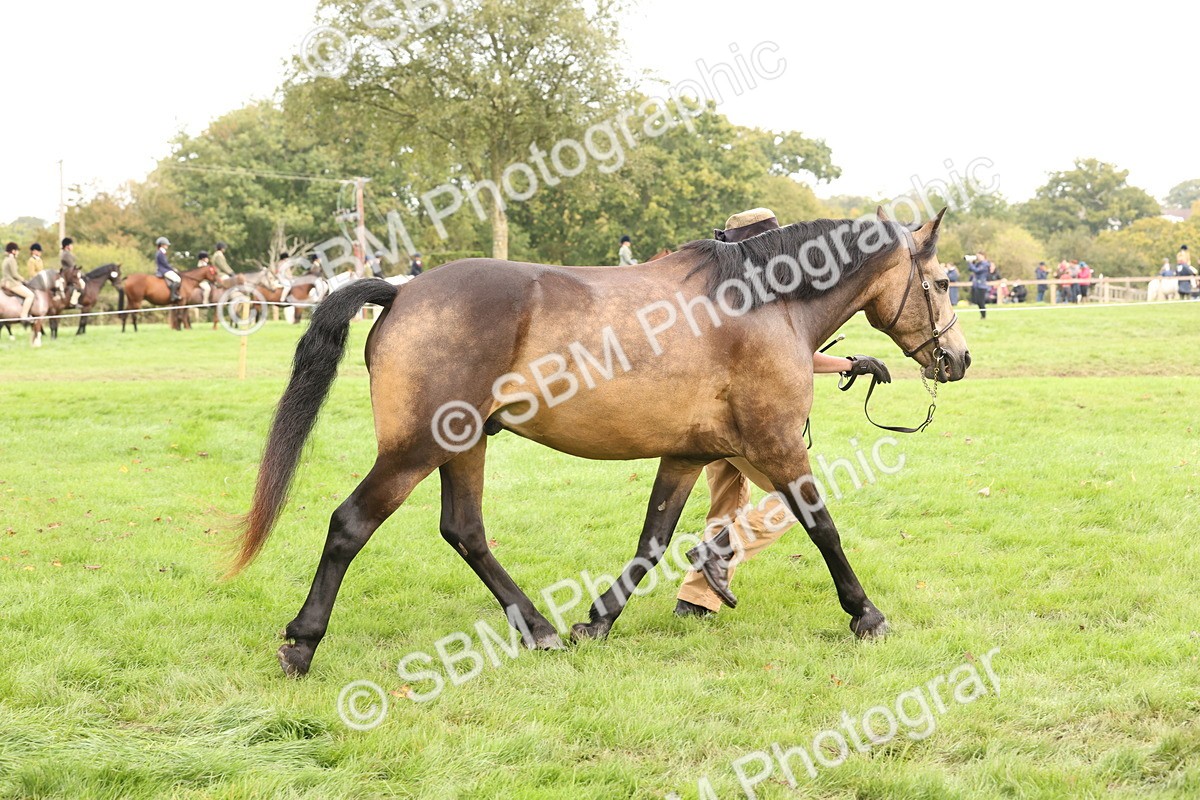 SBM_56261 - S55 - Other Coloured Horse In Hand