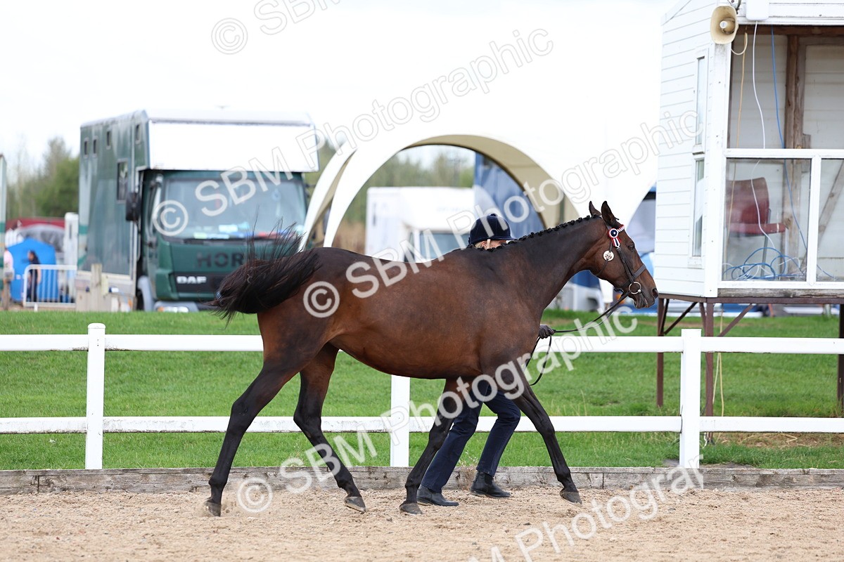 SBM_05719 - Class 28 - IH Veteran Horse