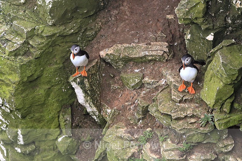 Atlantic Puffins on cliff ledge, RSPB Bempton Cliffs - Puffin