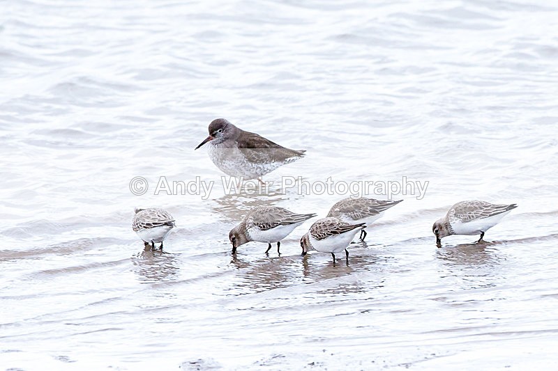 20140222-3K8A8851 - Dunlin