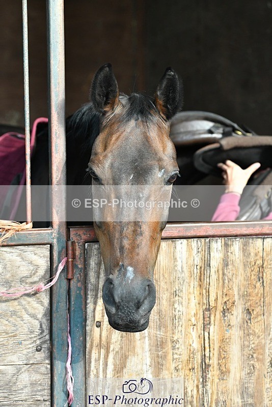 230817-082947-02401 - Stable Shots