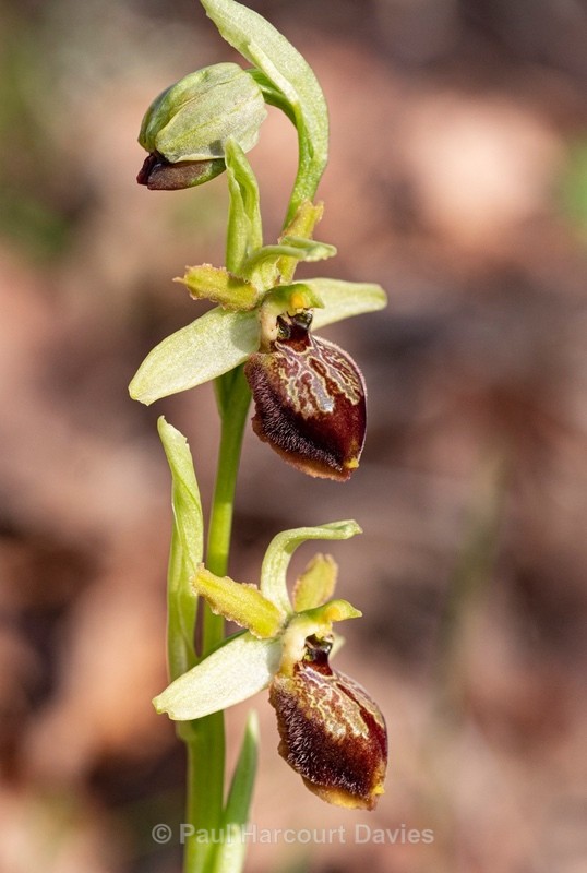 Archipelago Orchid (Ophrys archipelagi)…  synonymous with O.x arachnitiformis or  O x arachnitiformis Nm ‘archipelagiT - Gargano - Wild Orchids