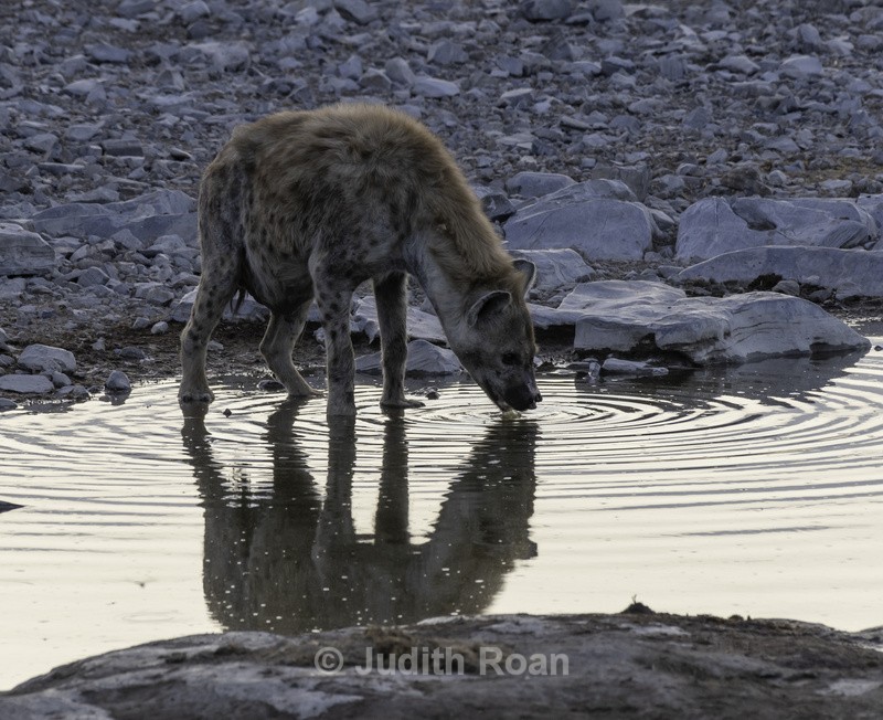 Spotted Hyena - Namibia 2022