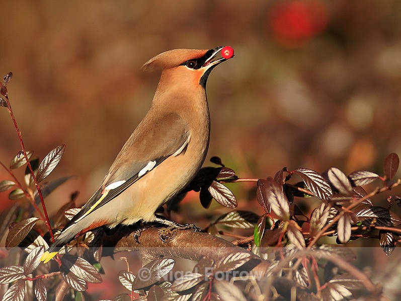 Waxwing feeding on berries at Bletchley - Waxwing