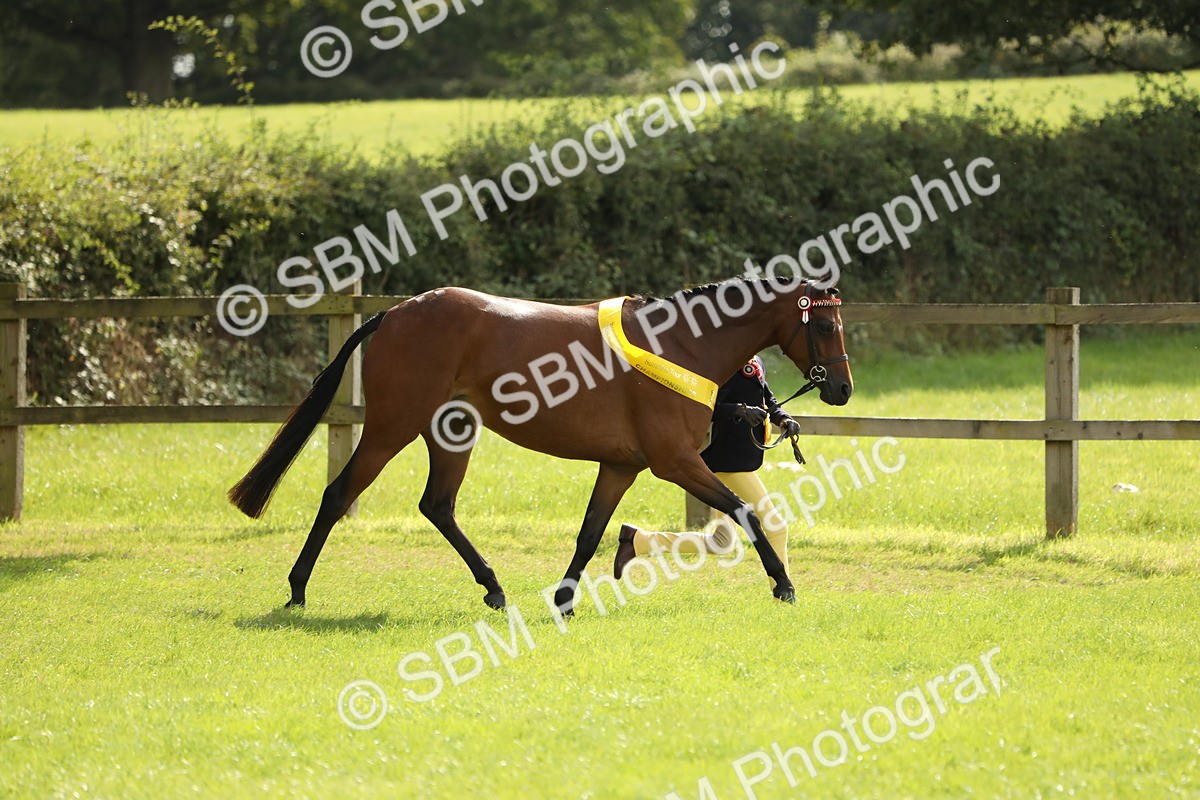 SBM_65639 - S48 - Show Pony & Show Hunter Pony In Hand