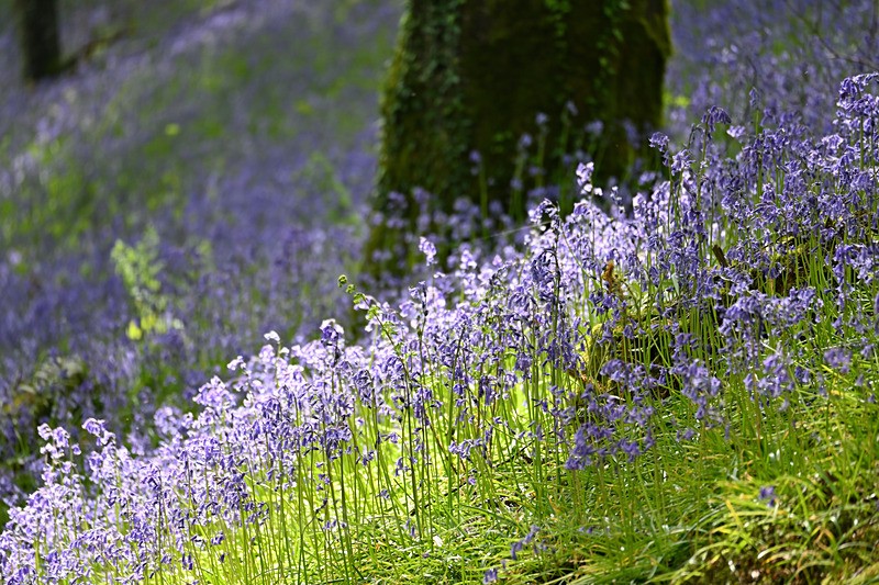Bluebells near Looe in Cornwall - Bluebells