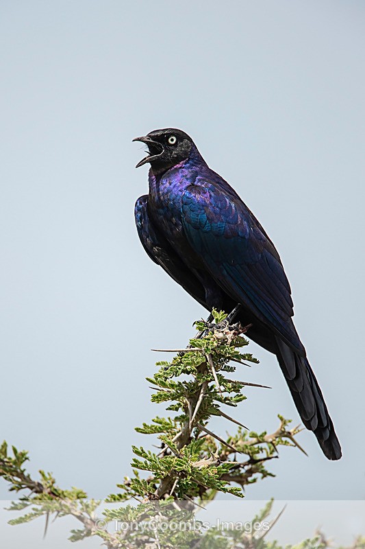 Ruppells Long-tailed Starling - Mara North ~ Birds