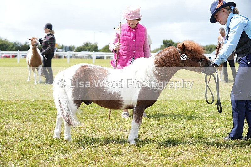 DSC06946 - Class 60: Coloured Pony 4yrs & over