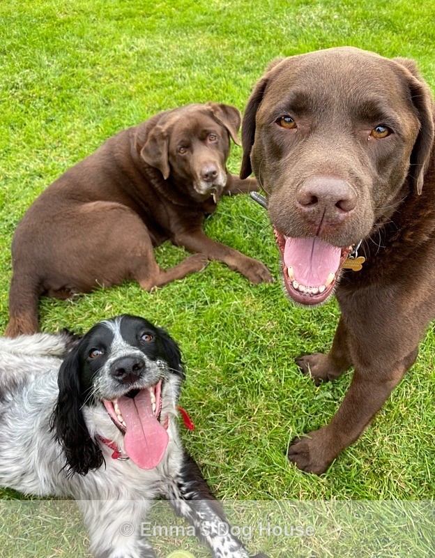  - Dogs