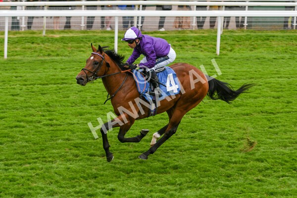 yr22052022r2-11 - Race 2: 4:00pm Sky Bet Sunday Series EBF Novice Stakes
