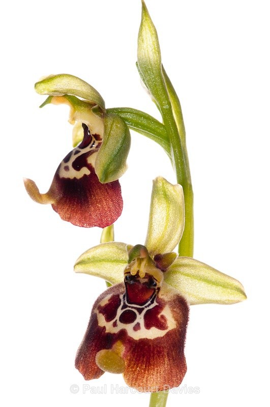  - WB: Orchids - Ophrys