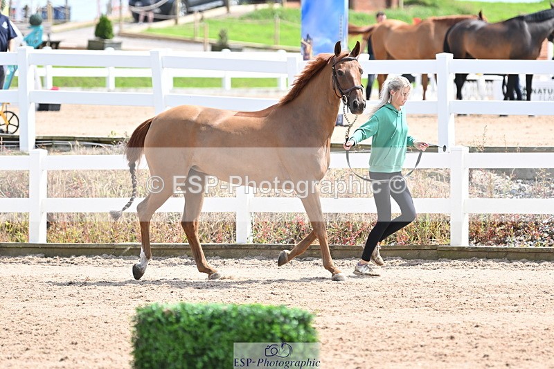 240717A-144949-02323 - Trot Up 2pm to 3pm - This folder is not in time order
