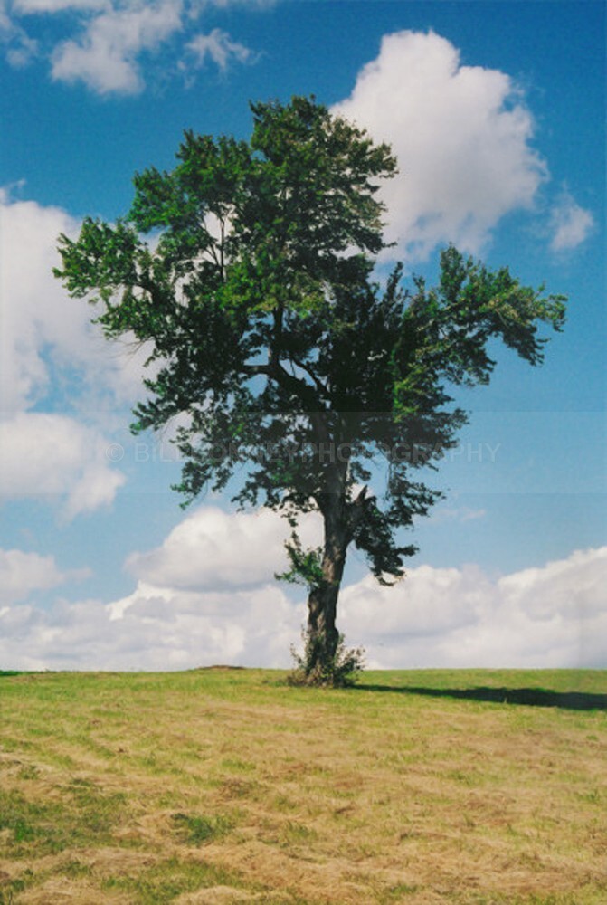 TheTree2007Layer50005 - The Tree Project