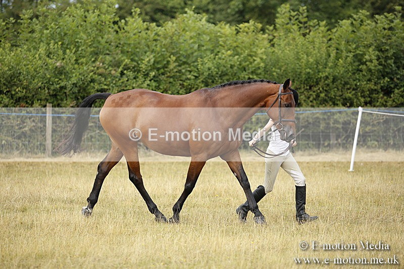 _C7A9565 - BVRC Sow 2018 Ring 2