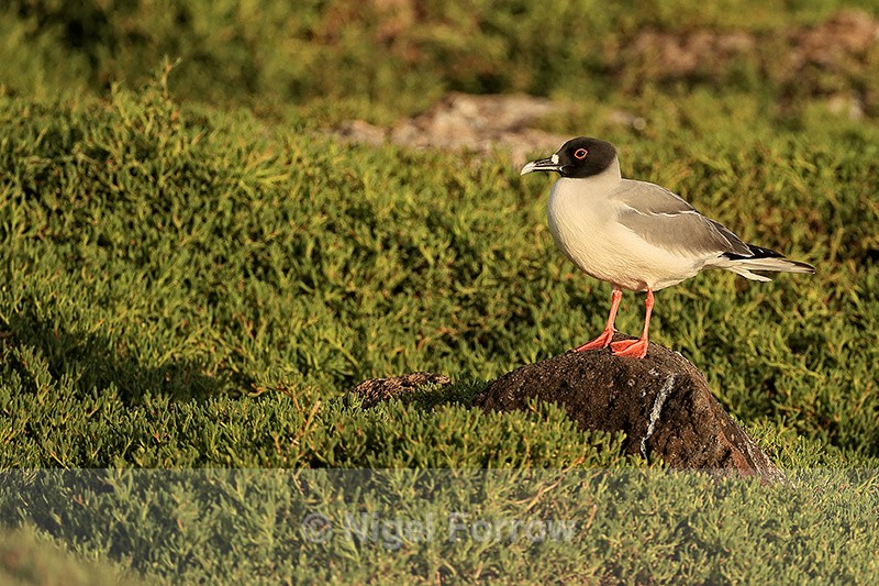 Swallow-tailed Gull, early morning, South Plaza, Galapagos - Swallow-tailed Gull
