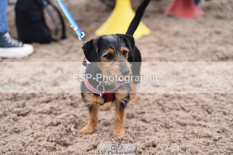 240518A-112628-00787 - Cls 1 Cutest Puppy