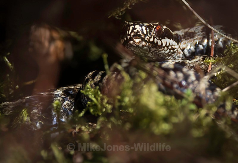 ADDER 2025 MALE 5 XXX - ADDERS