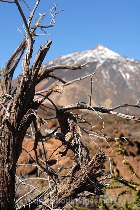 Tenerife summit and dead bush - Tenerife Mount Teidi
