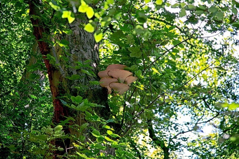 Summer 2 Tree Fungi_8788 - Earth Element