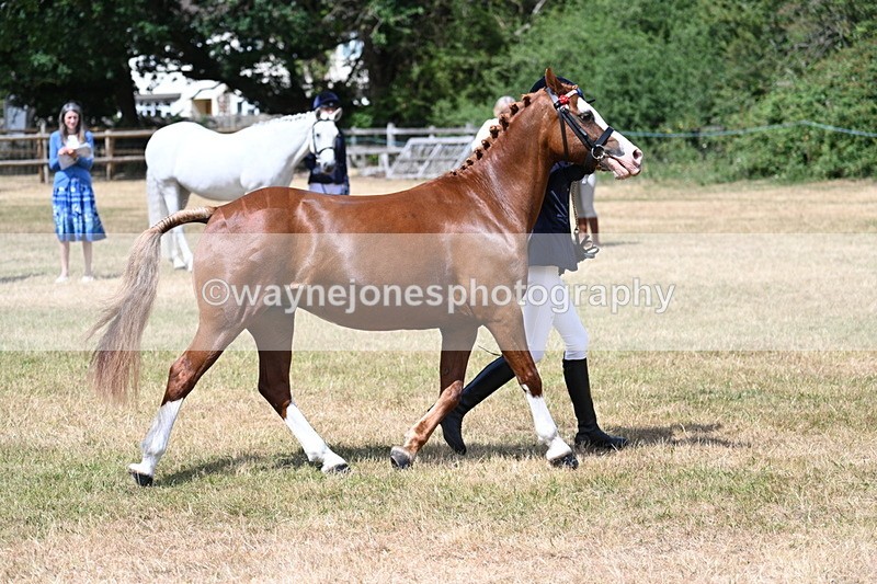 WJ7_1585 - Class 4 Prettiest Mare up to 14.2hh in hand