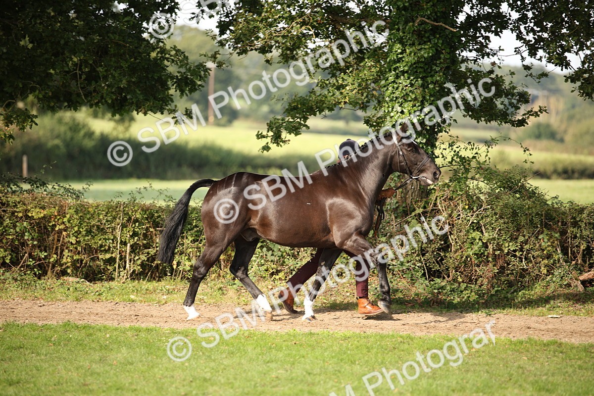 SBM_60069 - S53 - Hunter In Hand